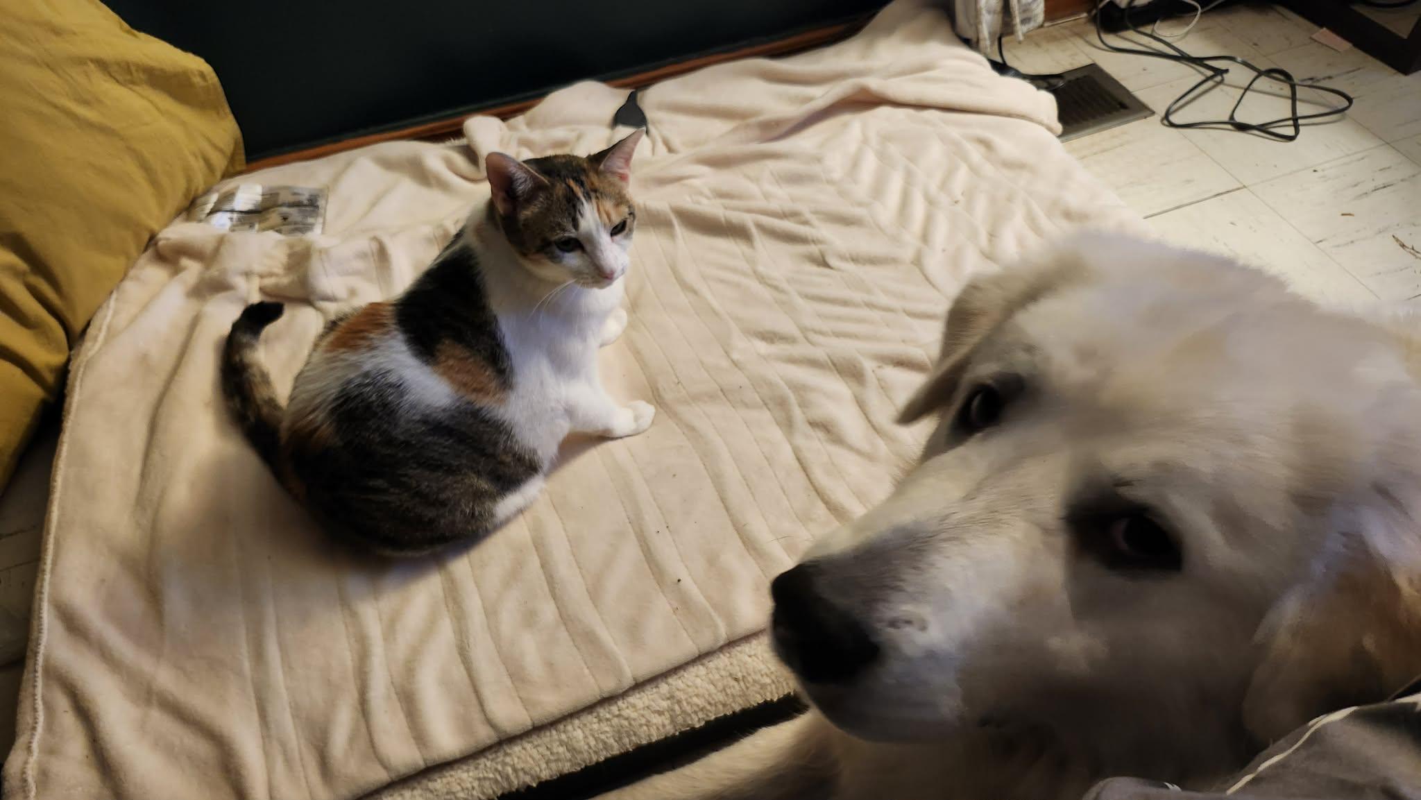 Cloud , a ADOPTABLE Great Pyrenees in Kiowa, OK image 1/6