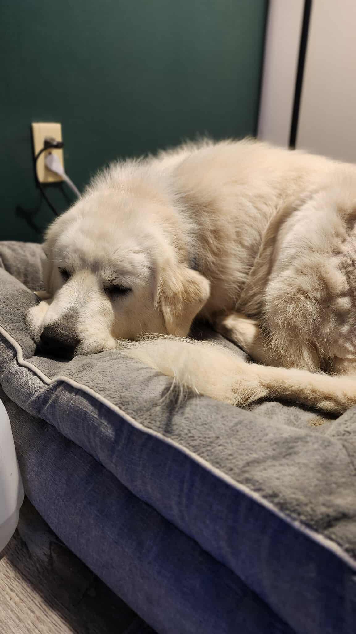 Cloud , a ADOPTABLE Great Pyrenees in Kiowa, OK image 2/6