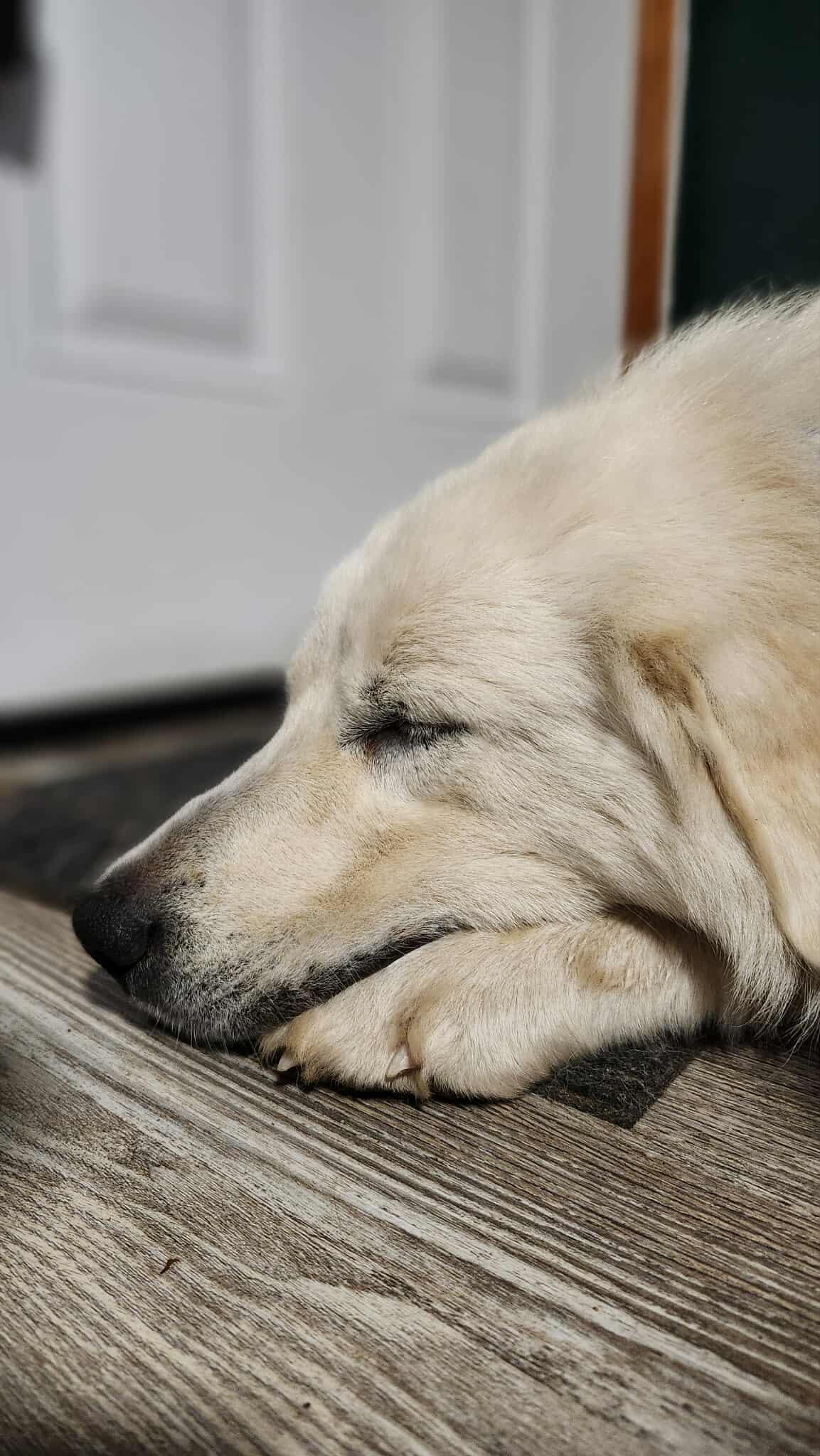 Cloud , a ADOPTABLE Great Pyrenees in Kiowa, OK image 3/6