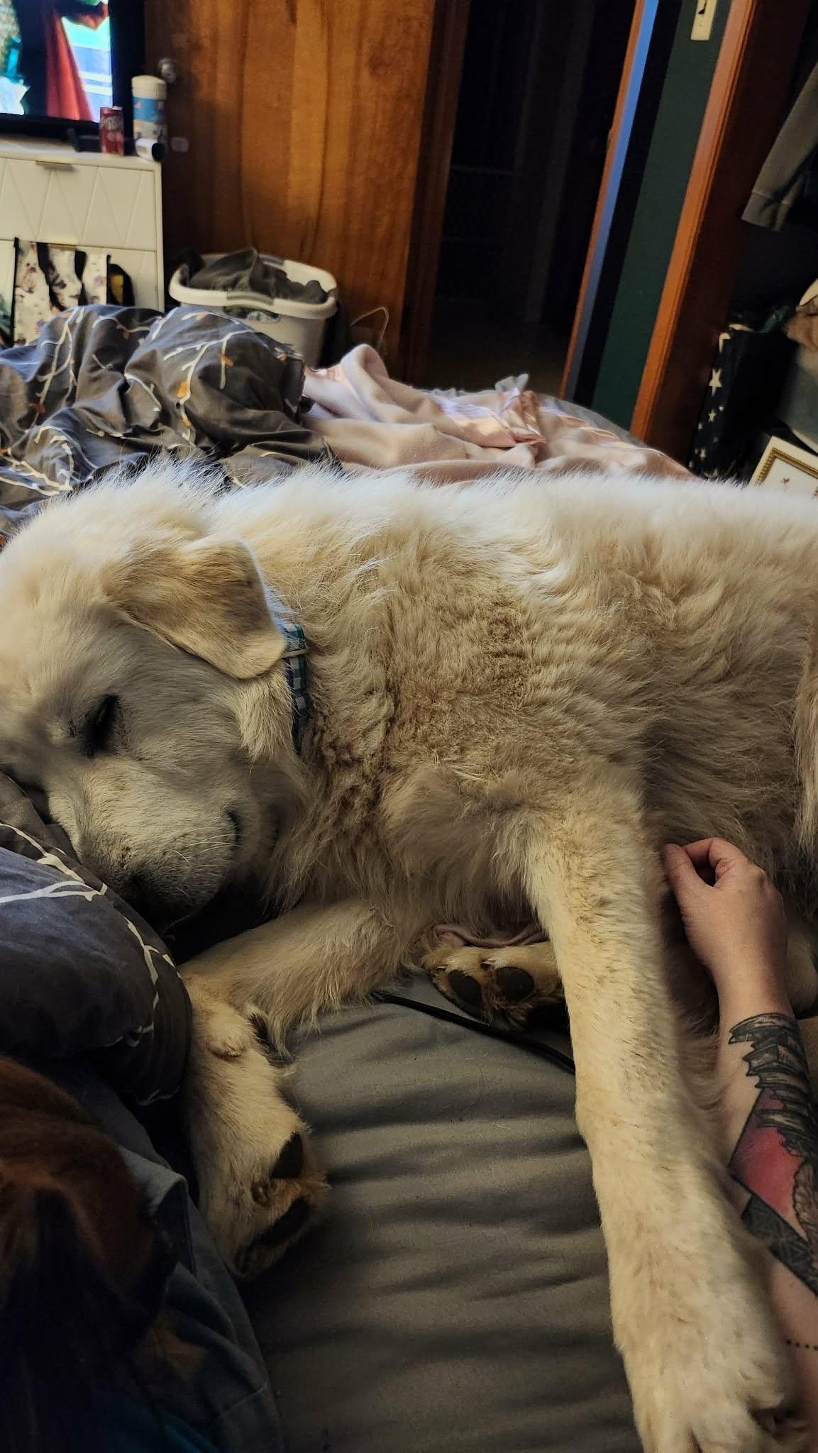 Cloud , a ADOPTABLE Great Pyrenees in Kiowa, OK image 4/6