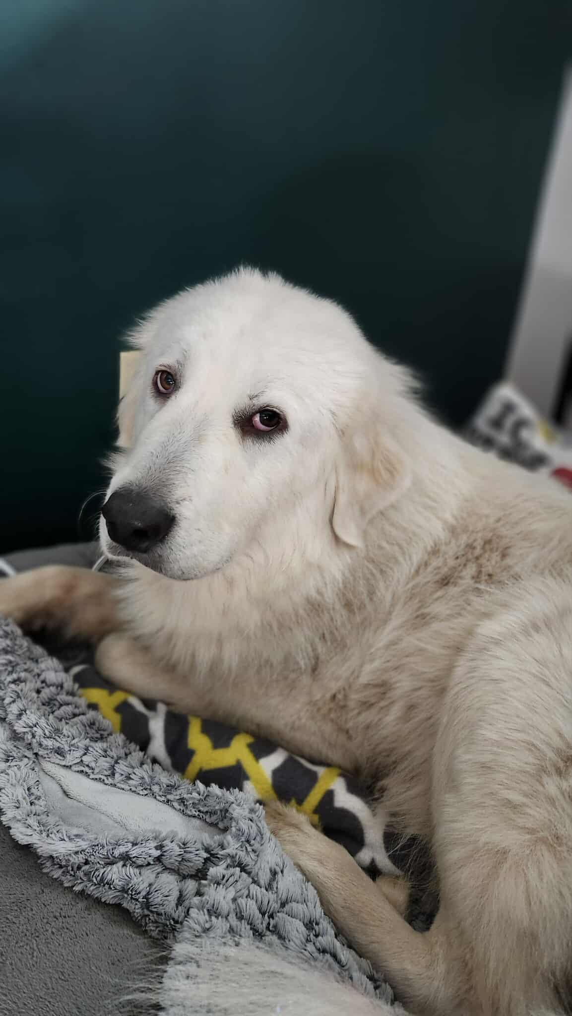 Cloud , a ADOPTABLE Great Pyrenees in Kiowa, OK image 5/6