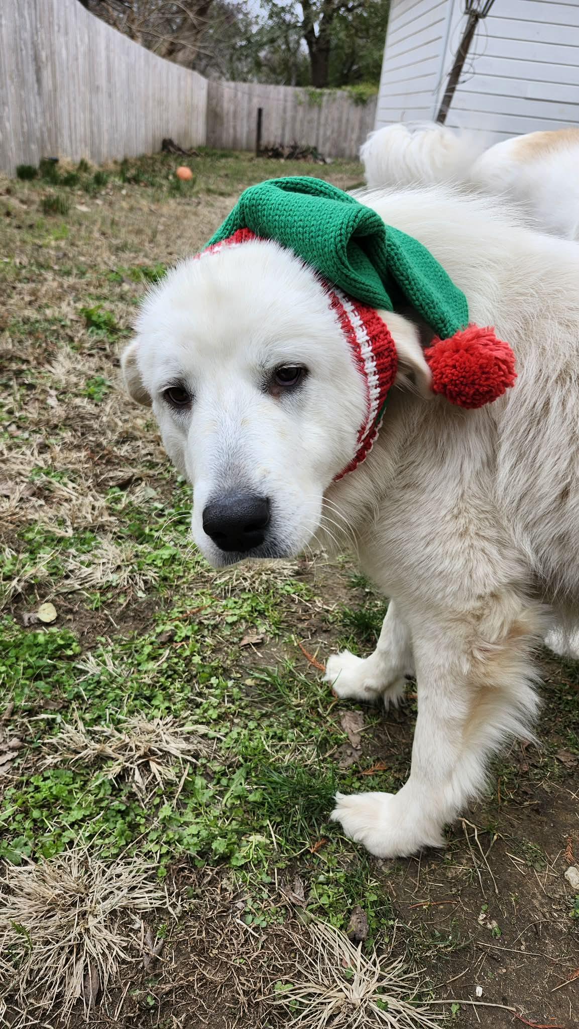 Cloud , a ADOPTABLE Great Pyrenees in Kiowa, OK image 6/6
