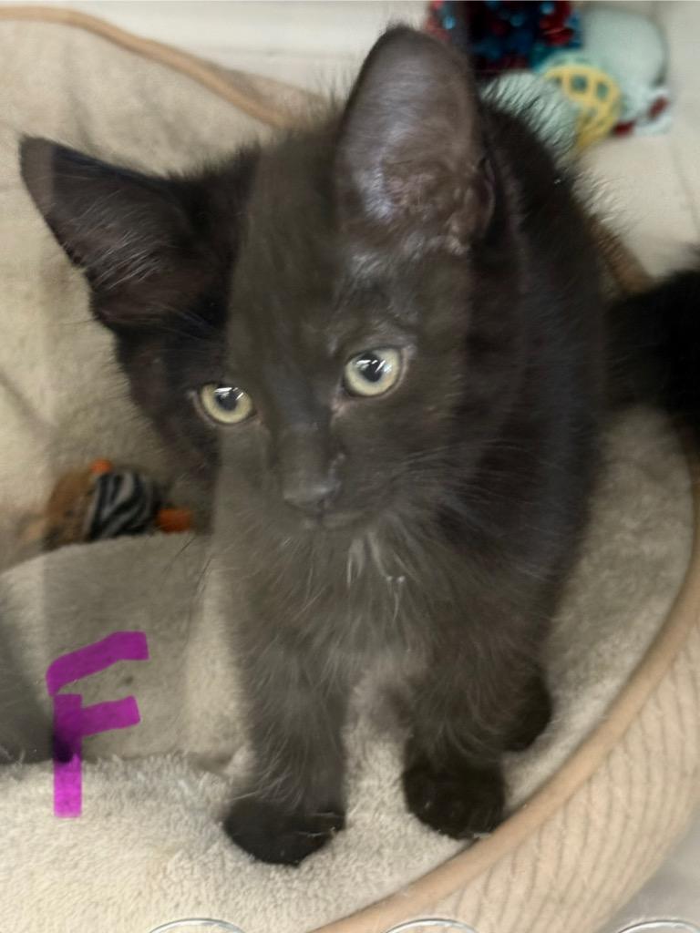 Enlarge Monica, a Adopted mixed breed in Tampa, FL image 1/1