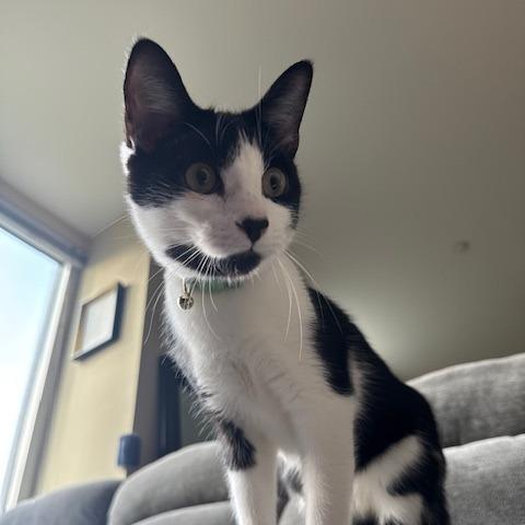 Magician Mouse, Adoptable, Adult Male Domestic Short Hair.