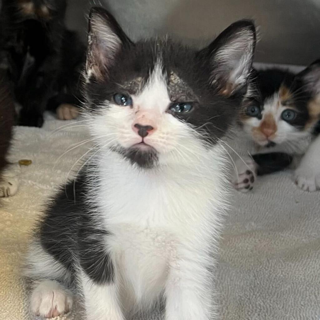 Magician Mouse, a Adoptable Domestic Short Hair in Los Angeles, CA image 2/3