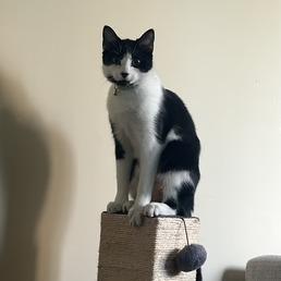 Magician Mouse, a Adoptable Domestic Short Hair in Los Angeles, CA image 3/3