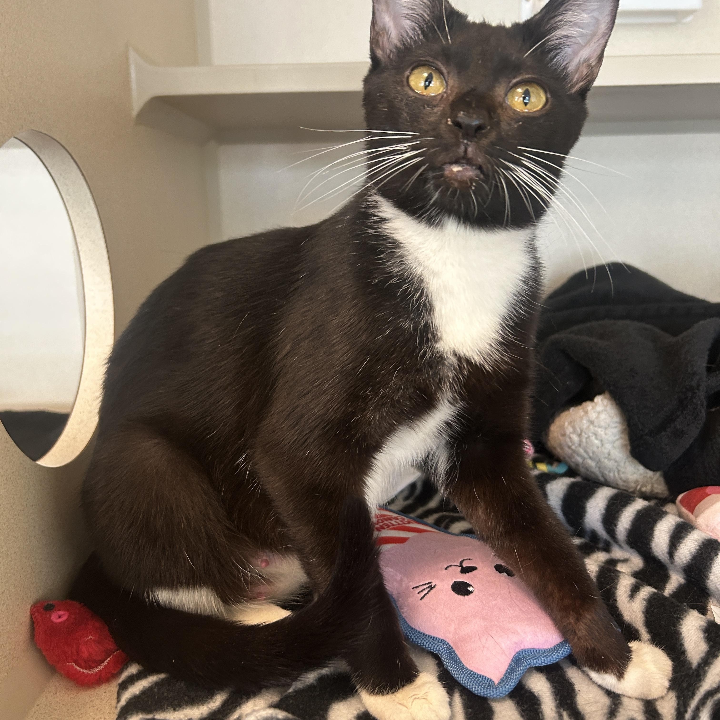 Enlarge Ethel, an adoptable Domestic Short Hair in Eatontown, NJ image 4/5