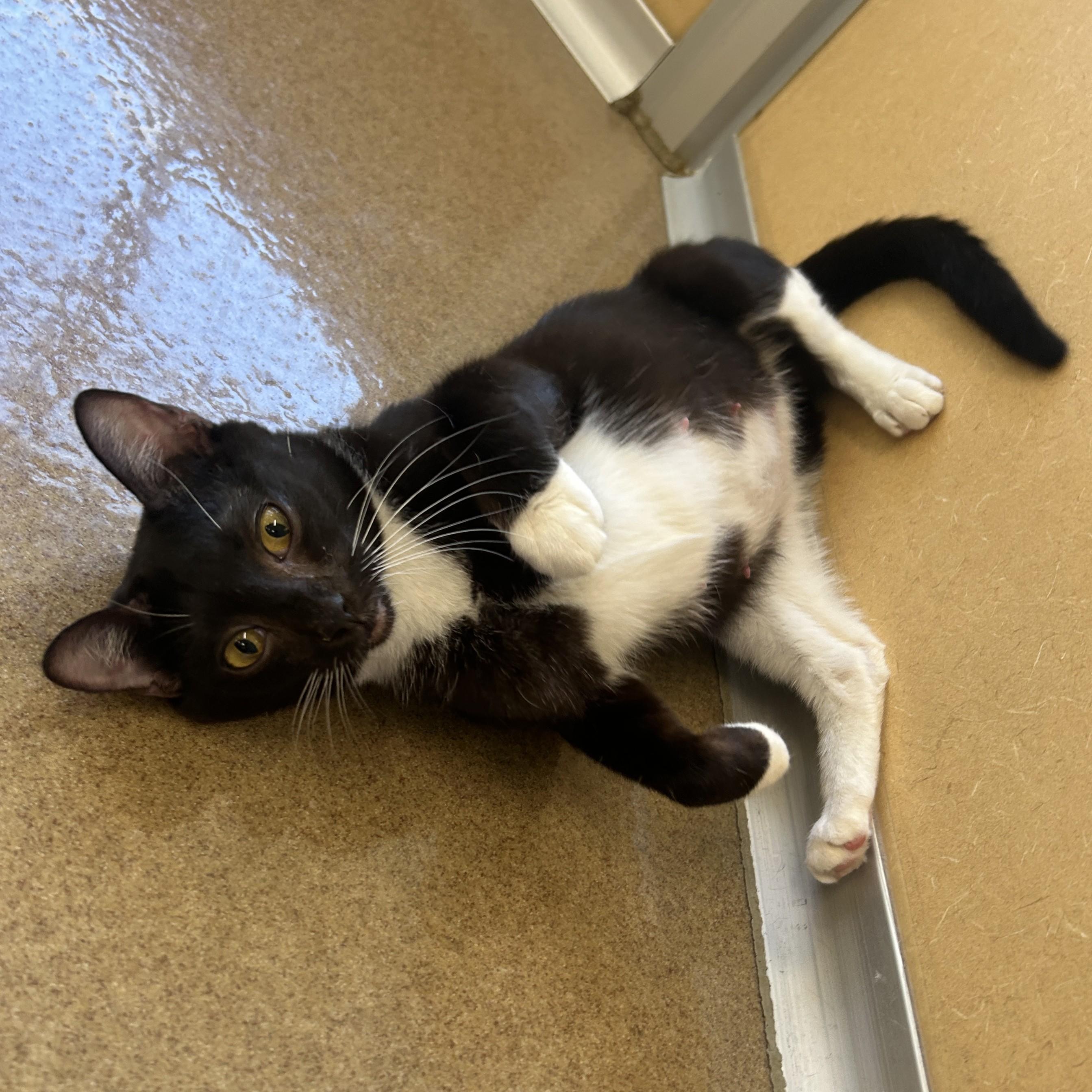 Enlarge Ethel, an adoptable Domestic Short Hair in Eatontown, NJ image 2/5