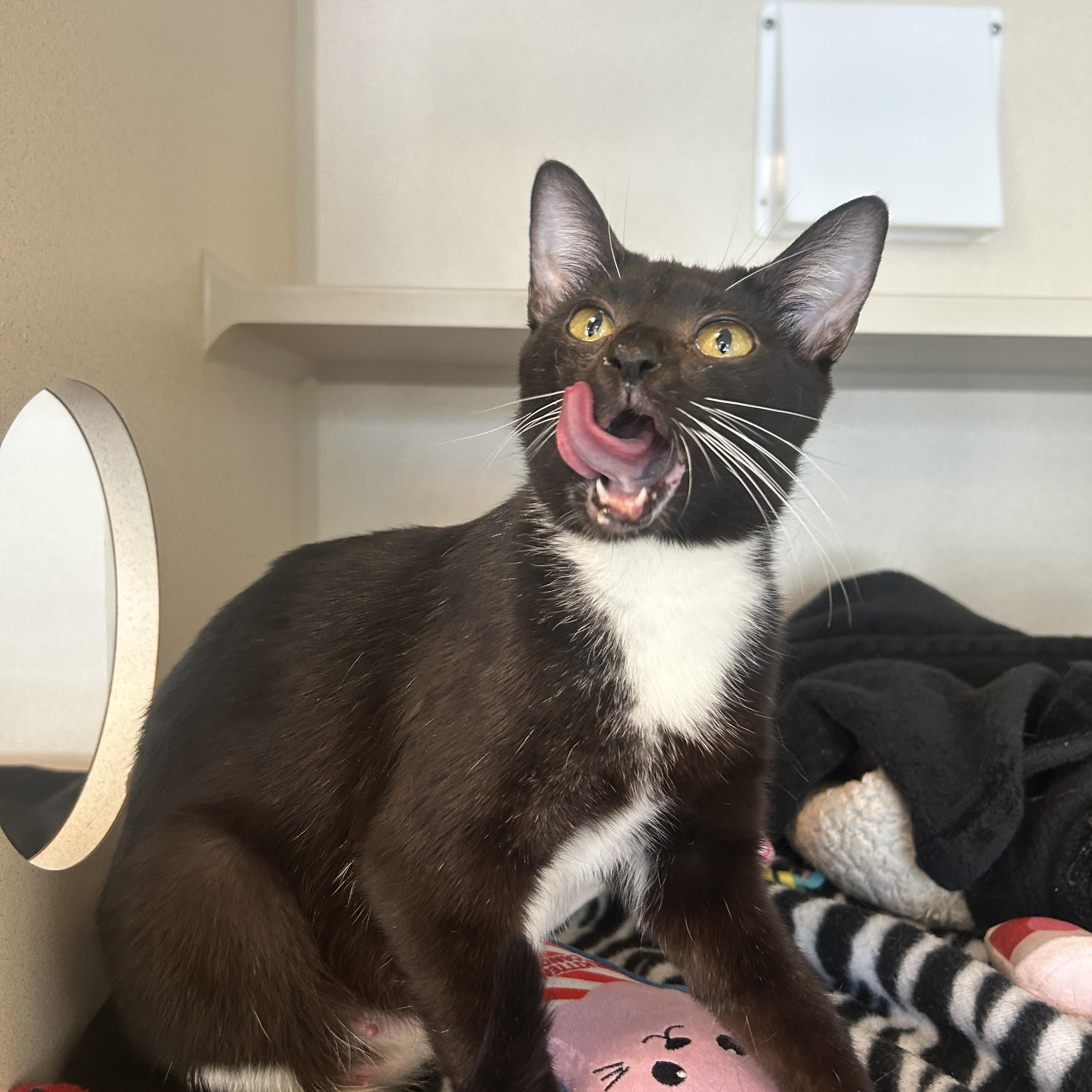Enlarge Ethel, an adoptable Domestic Short Hair in Eatontown, NJ image 3/5