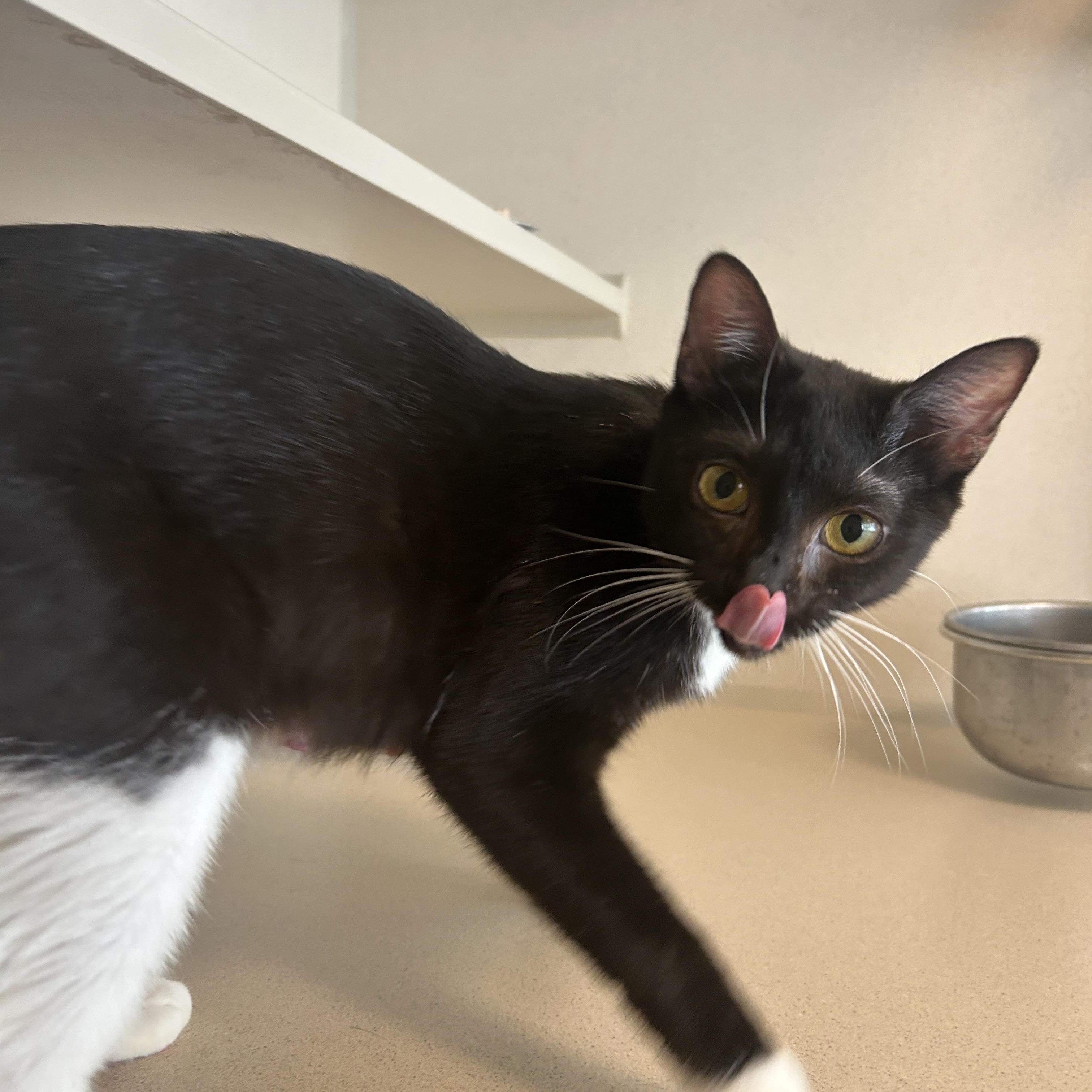 Enlarge Ethel, an adoptable Domestic Short Hair in Eatontown, NJ image 5/5