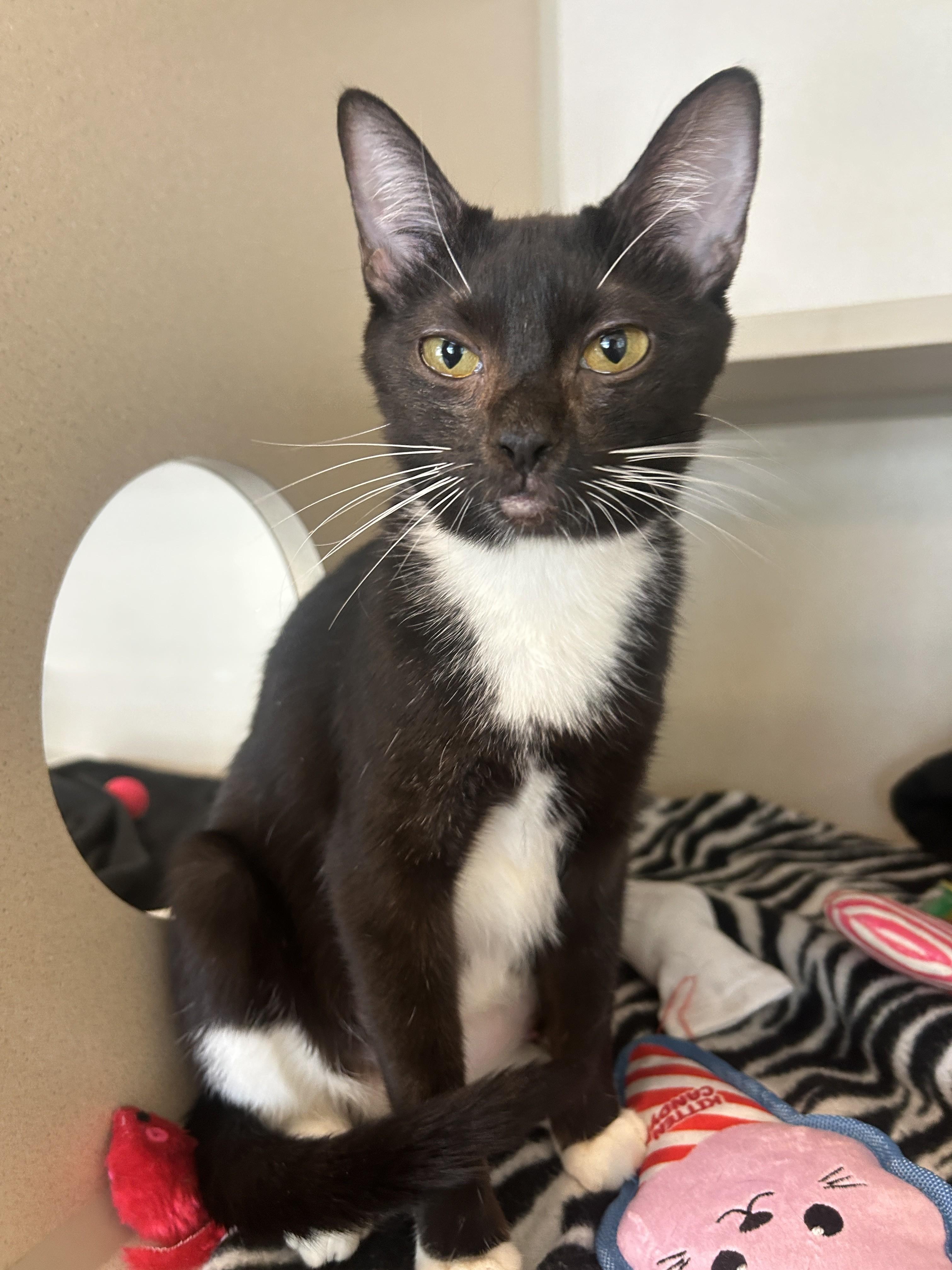 Ethel, adoptable, Young Female Domestic Short Hair.