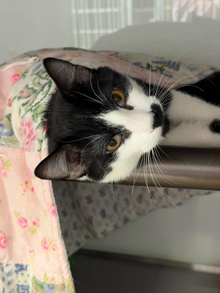 Bigfoot, Adoptable, Young Male Domestic Short Hair.