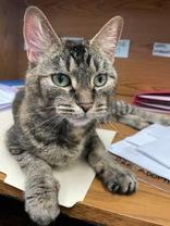 Pixie, ADOPTABLE, Adult Female Domestic Short Hair.