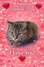 Enlarge Pixie, an adopted mixed breed in Boerne, TX image 3/3