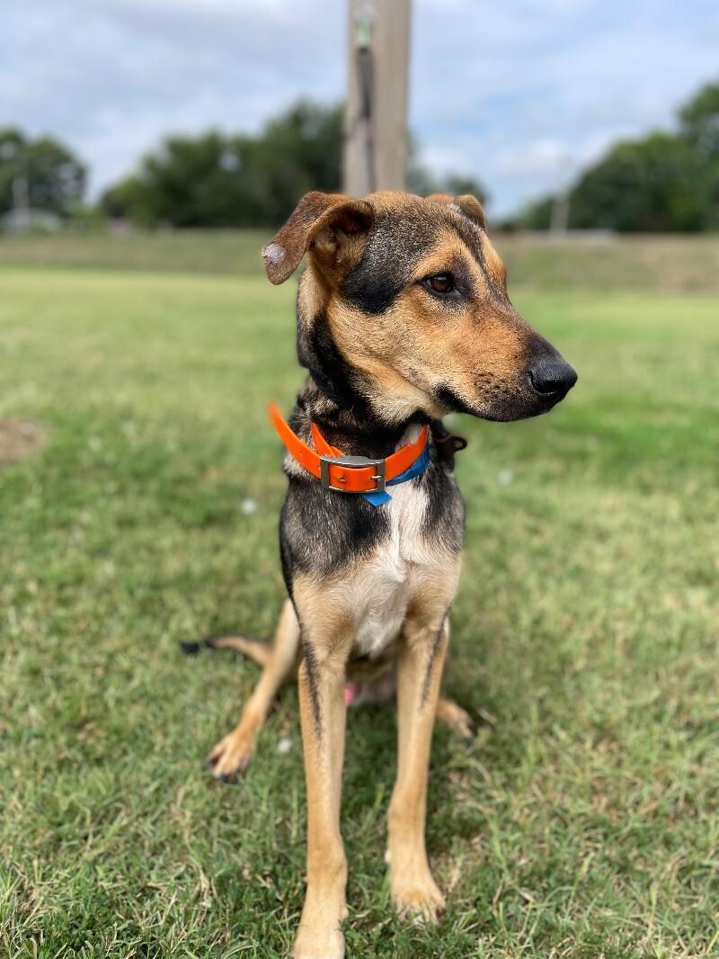 Loki, Adoptable, Young Male Shepherd.