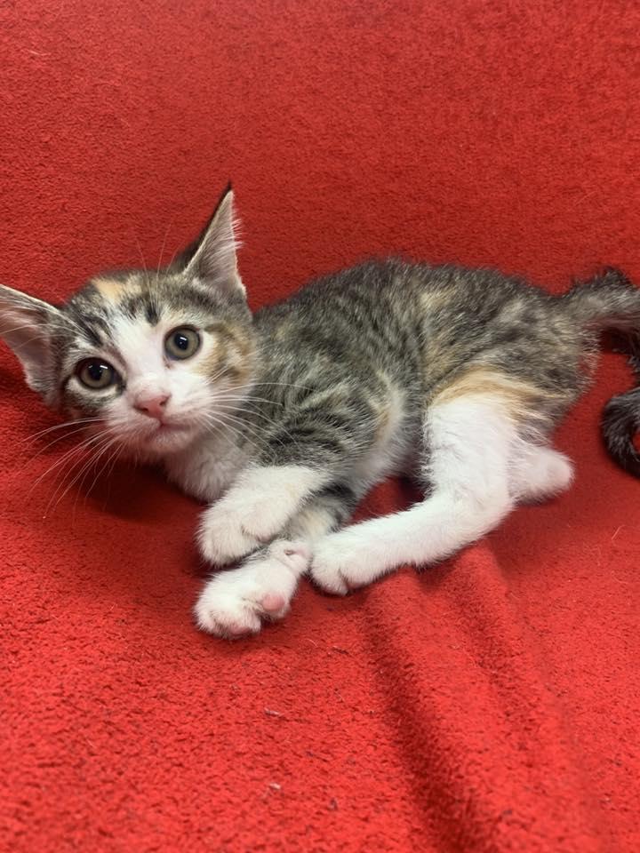 Enlarge Dipsy, a Adoptable Domestic Short Hair in Fairfield, IL image 1/1