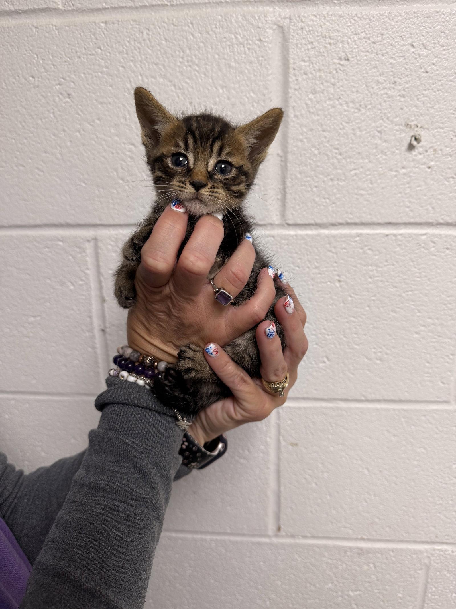 Tator Tot, Adoptable, Kitten Male Domestic Short Hair.