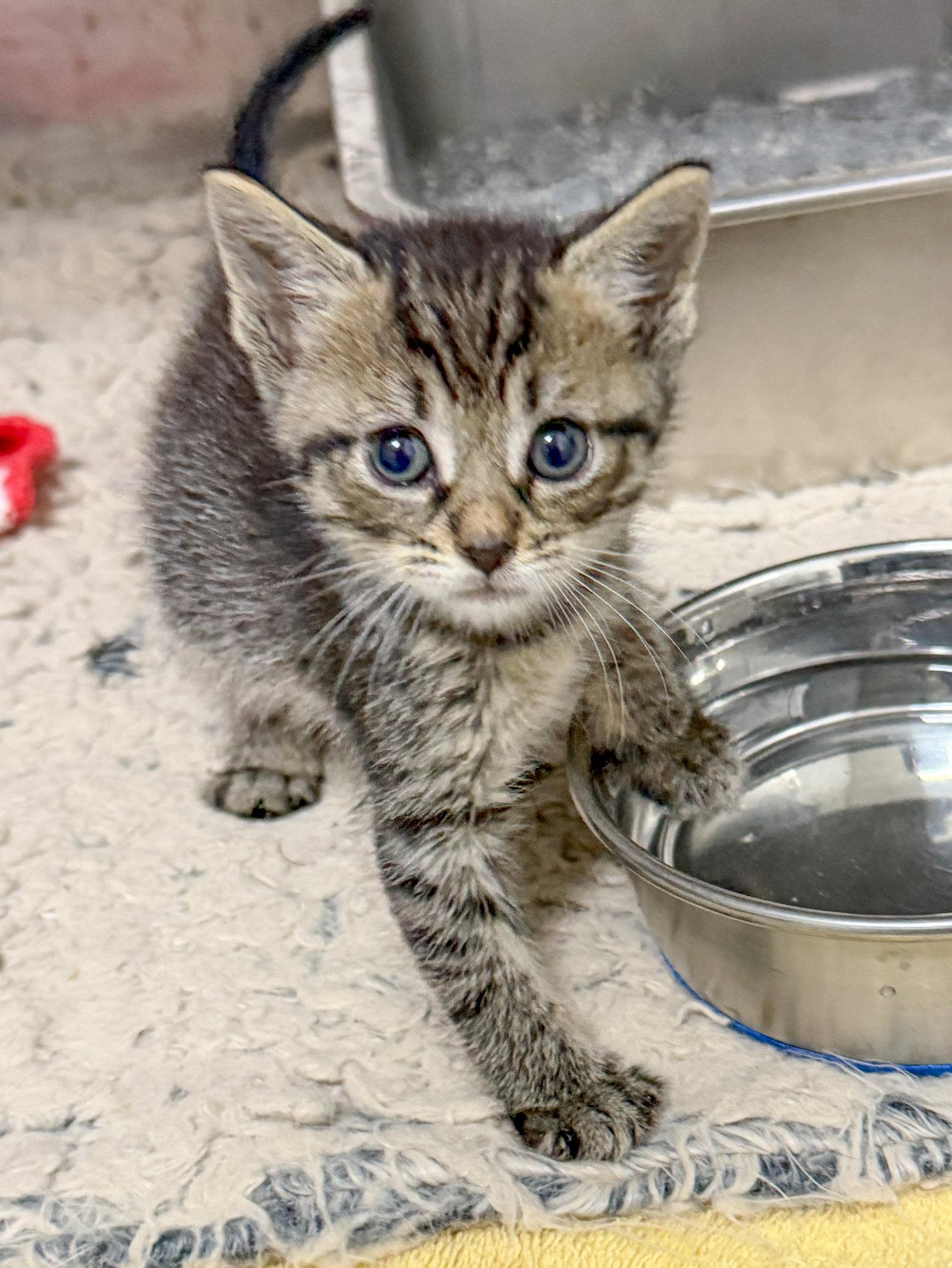 Enlarge Tator Tot, a Adoptable Domestic Short Hair in Sanford, NC image 2/2