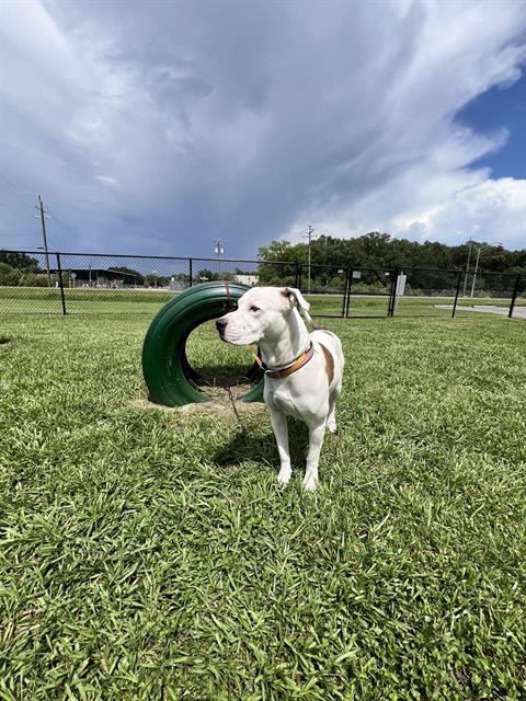 MAX, Adoptable, Adult Male American Bulldog & Mixed Breed.