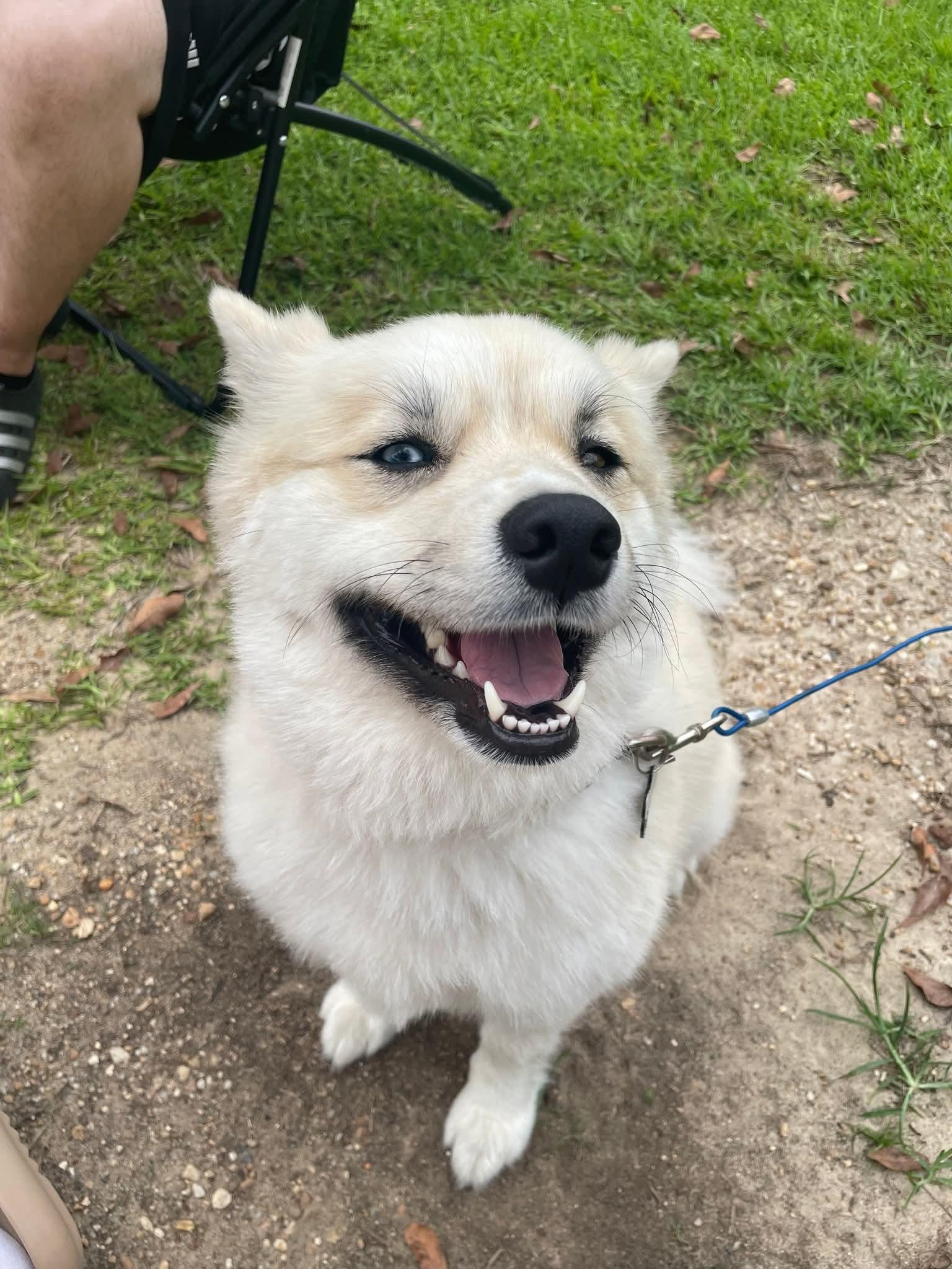 Enlarge Tux, a ADOPTABLE Pomsky in Gardner, MA image 2/4