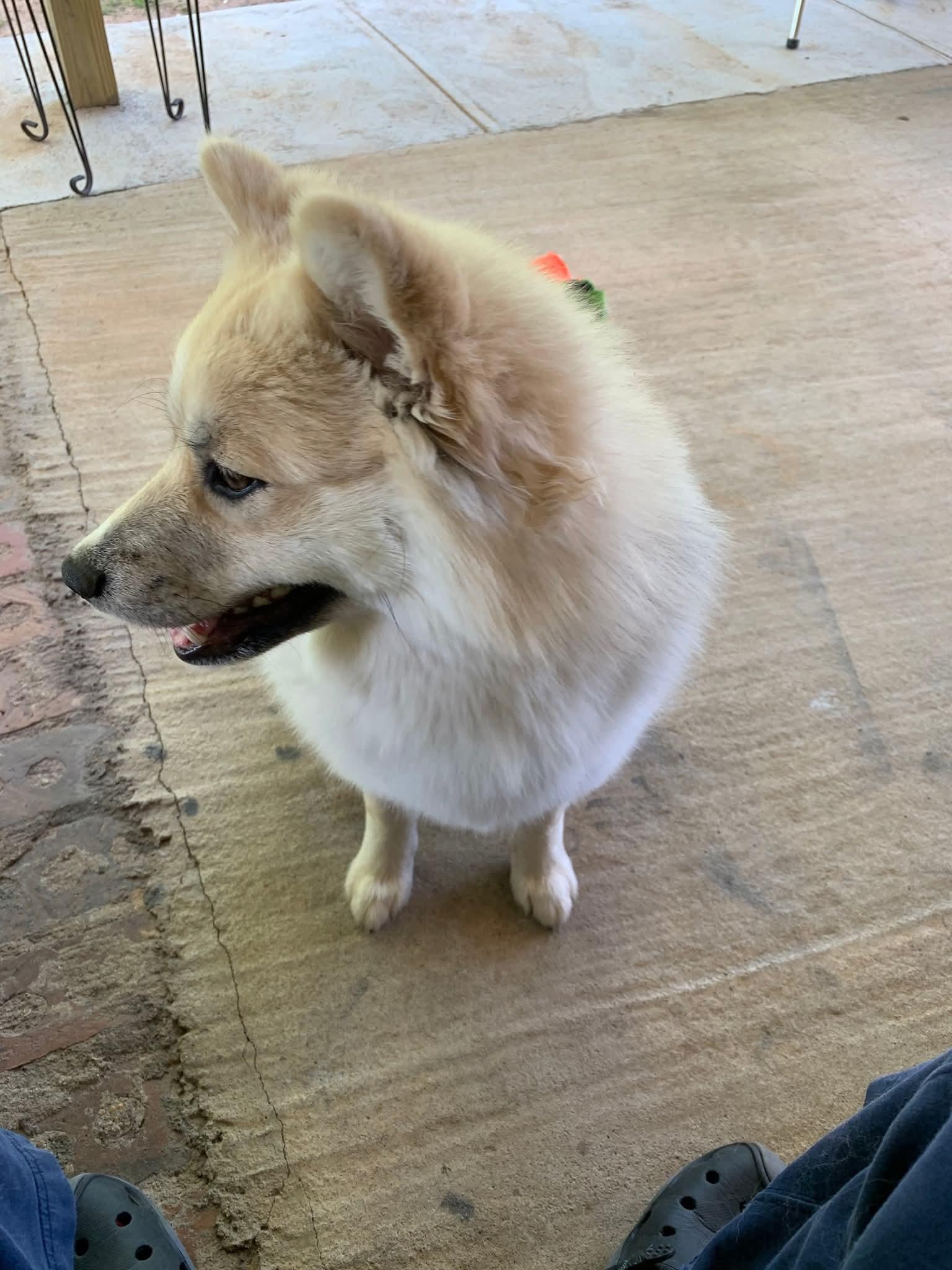 Enlarge Tux, a ADOPTABLE Pomsky in Gardner, MA image 3/4