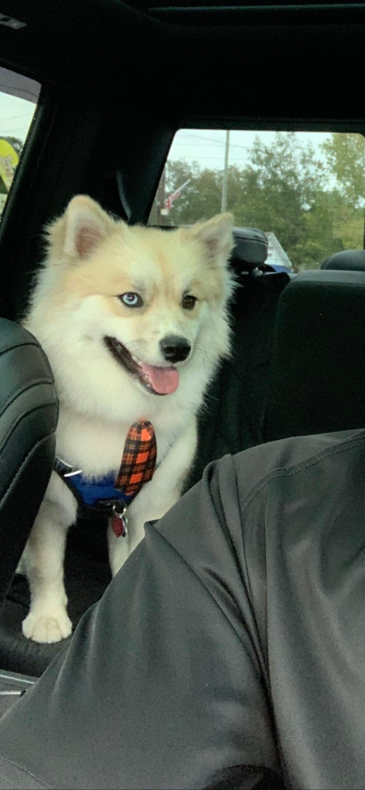 Enlarge Tux, a ADOPTABLE Pomsky in Gardner, MA image 4/4