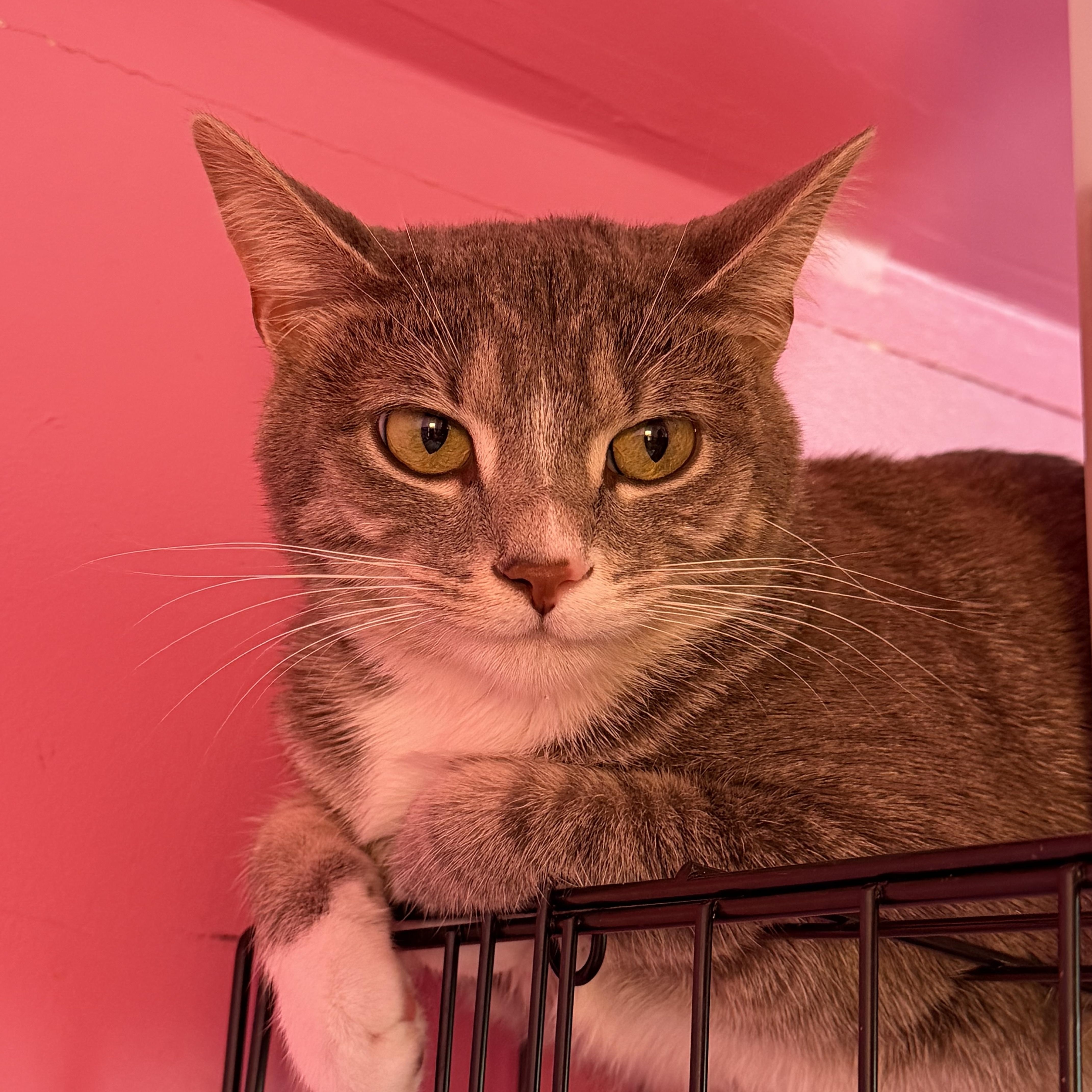 Chrissy, Adoptable, Adult Female Domestic Short Hair.