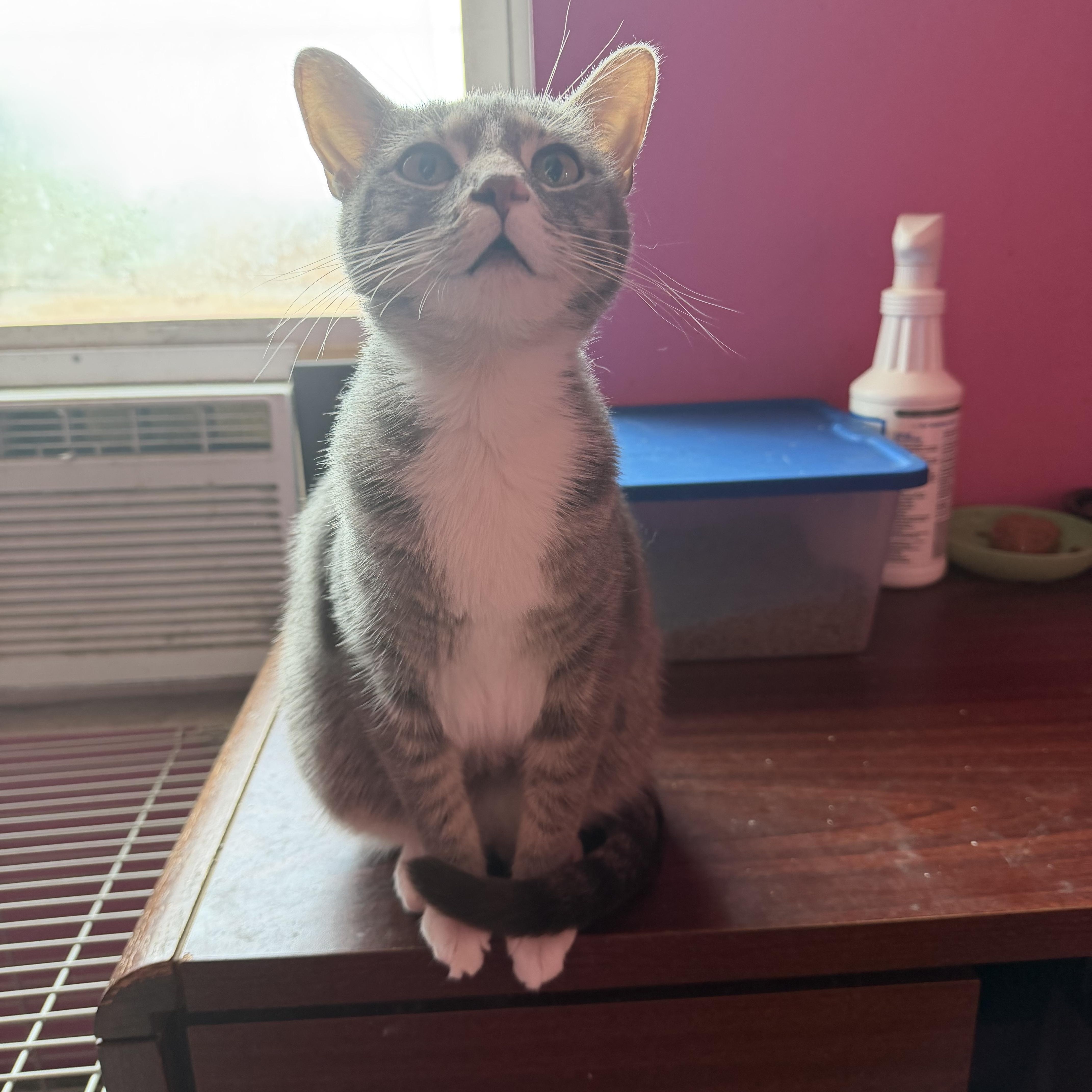 Enlarge Chrissy, a Adoptable Domestic Short Hair in Highland, IN image 3/3