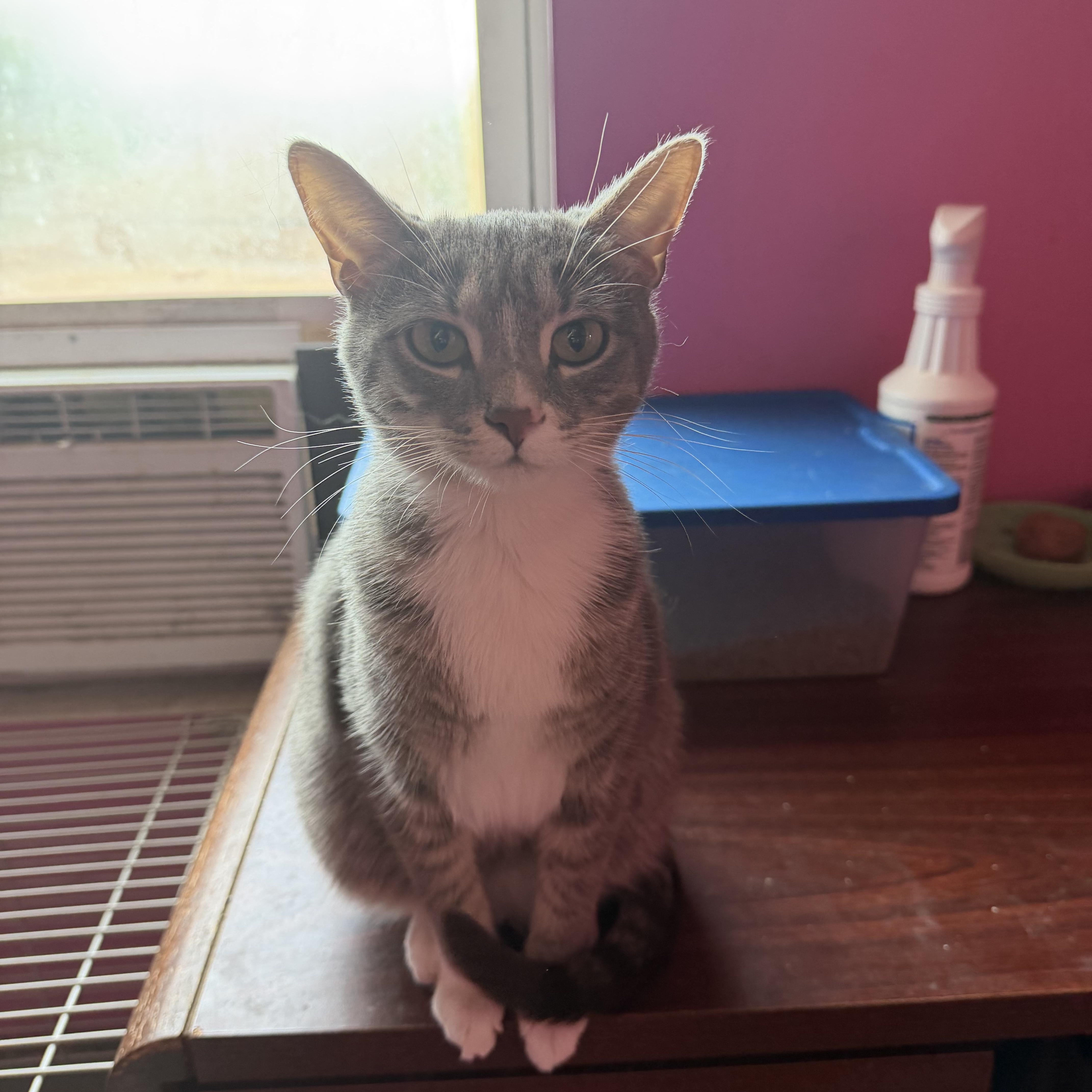 Enlarge Chrissy, a Adoptable Domestic Short Hair in Highland, IN image 2/3