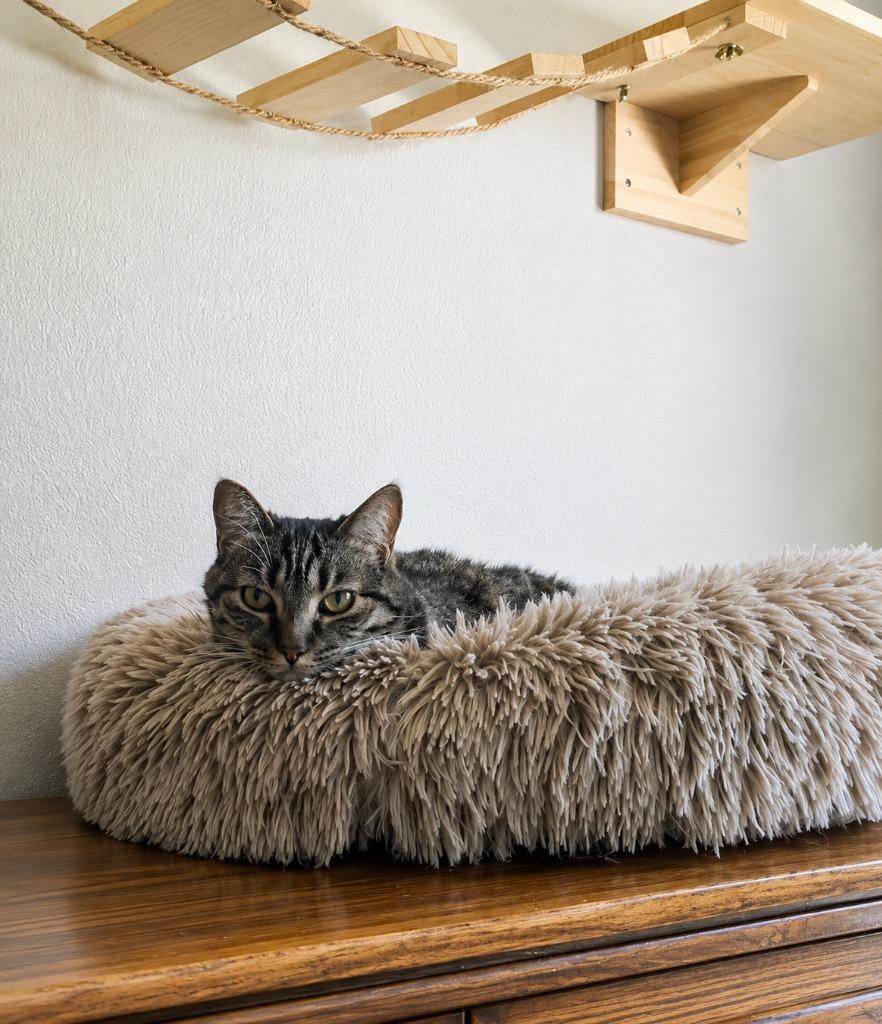 Enlarge Tigra, a Adoptable mixed breed in Lake Forest, CA image 2/6