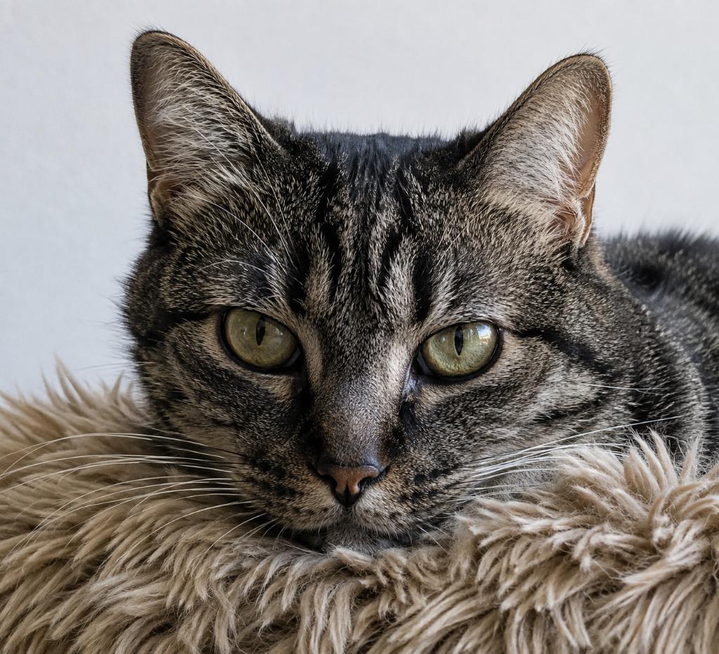 Enlarge Tigra, a Adoptable mixed breed in Lake Forest, CA image 3/6