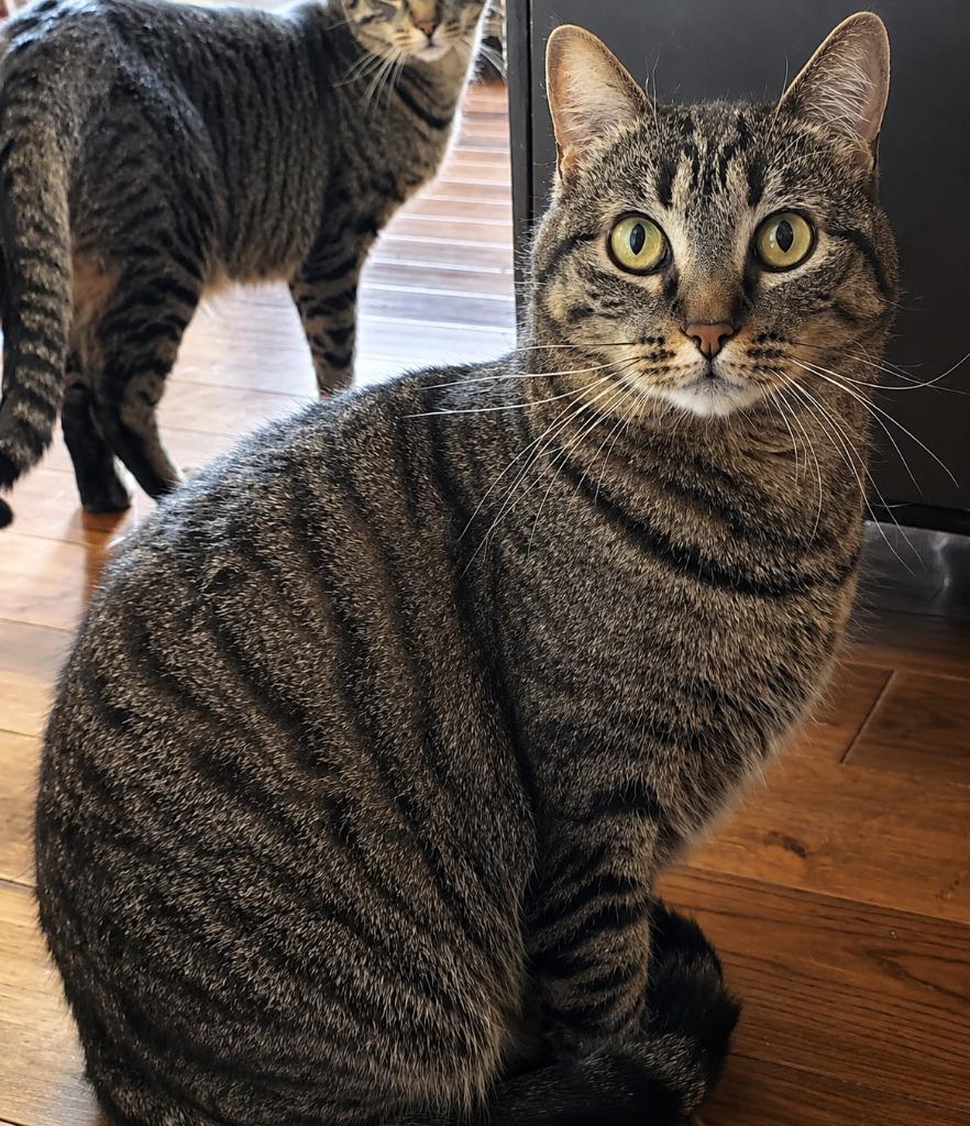 Enlarge Tigra, a Adoptable mixed breed in Lake Forest, CA image 4/6