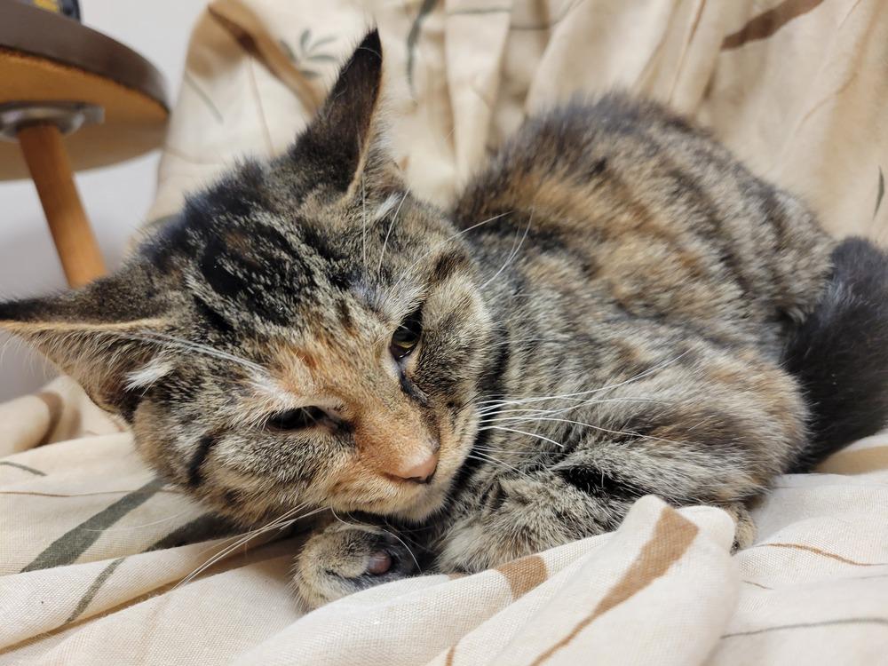 Enlarge Maddy, a Adoptable Domestic Short Hair in Lorain, OH image 1/6