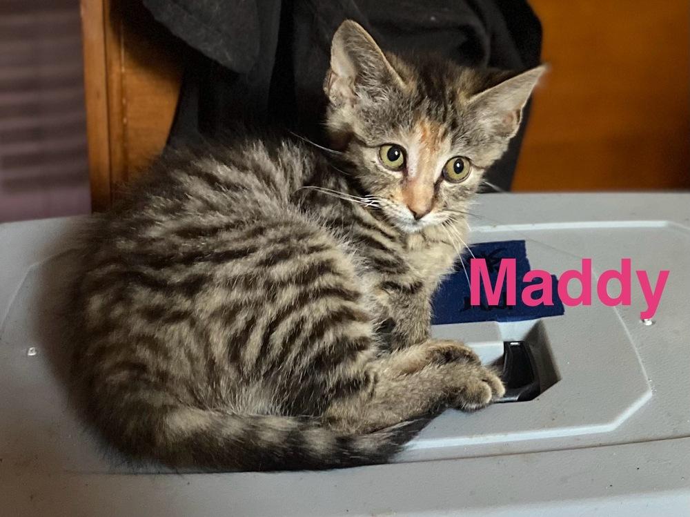 Enlarge Maddy, a Adoptable Domestic Short Hair in Lorain, OH image 3/6