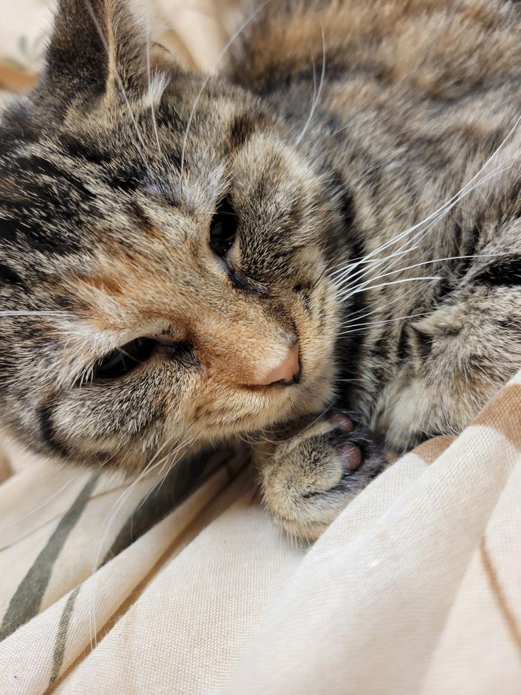 Enlarge Maddy, a Adoptable Domestic Short Hair in Lorain, OH image 4/6