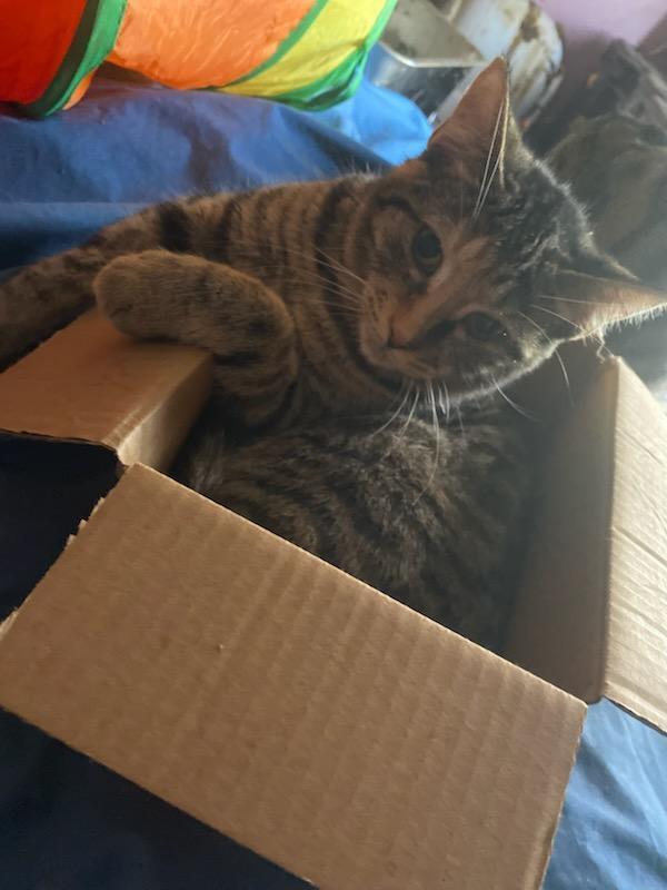 Enlarge Maddy, a Adoptable Domestic Short Hair in Lorain, OH image 5/6