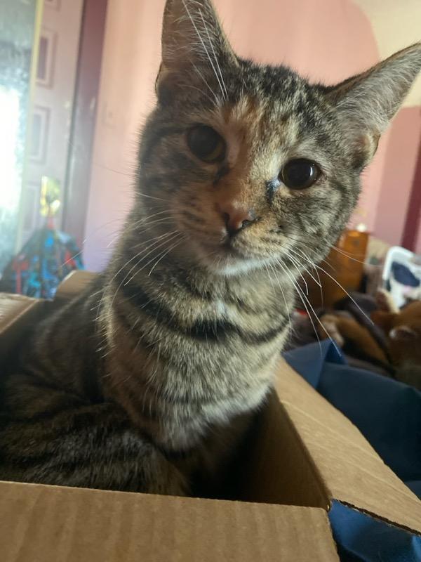 Enlarge Maddy, a Adoptable Domestic Short Hair in Lorain, OH image 6/6