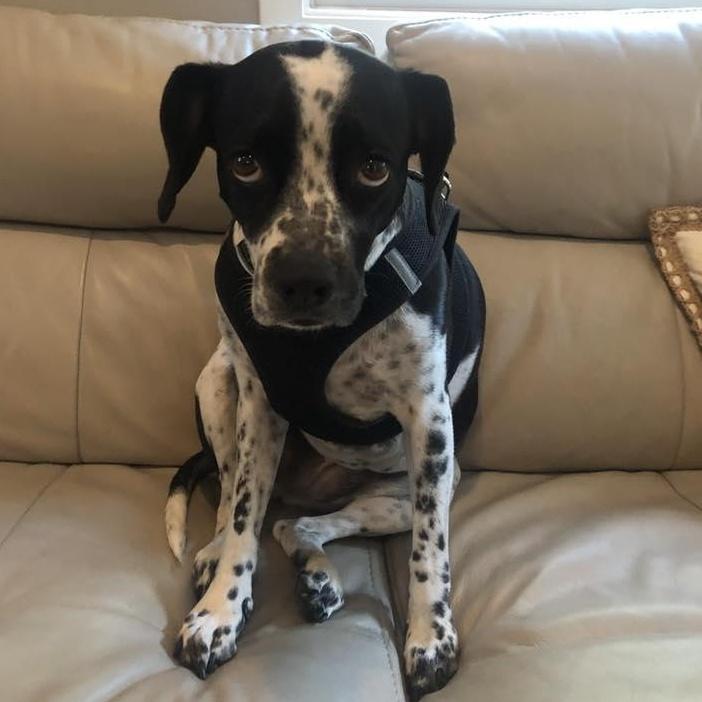 Ricotta, Adoptable, Adult Female German Shorthaired Pointer.