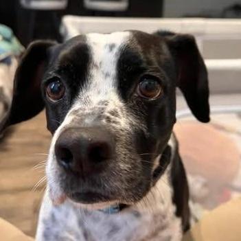 Ricotta, a Adoptable German Shorthaired Pointer in San DIego, CA image 2/2