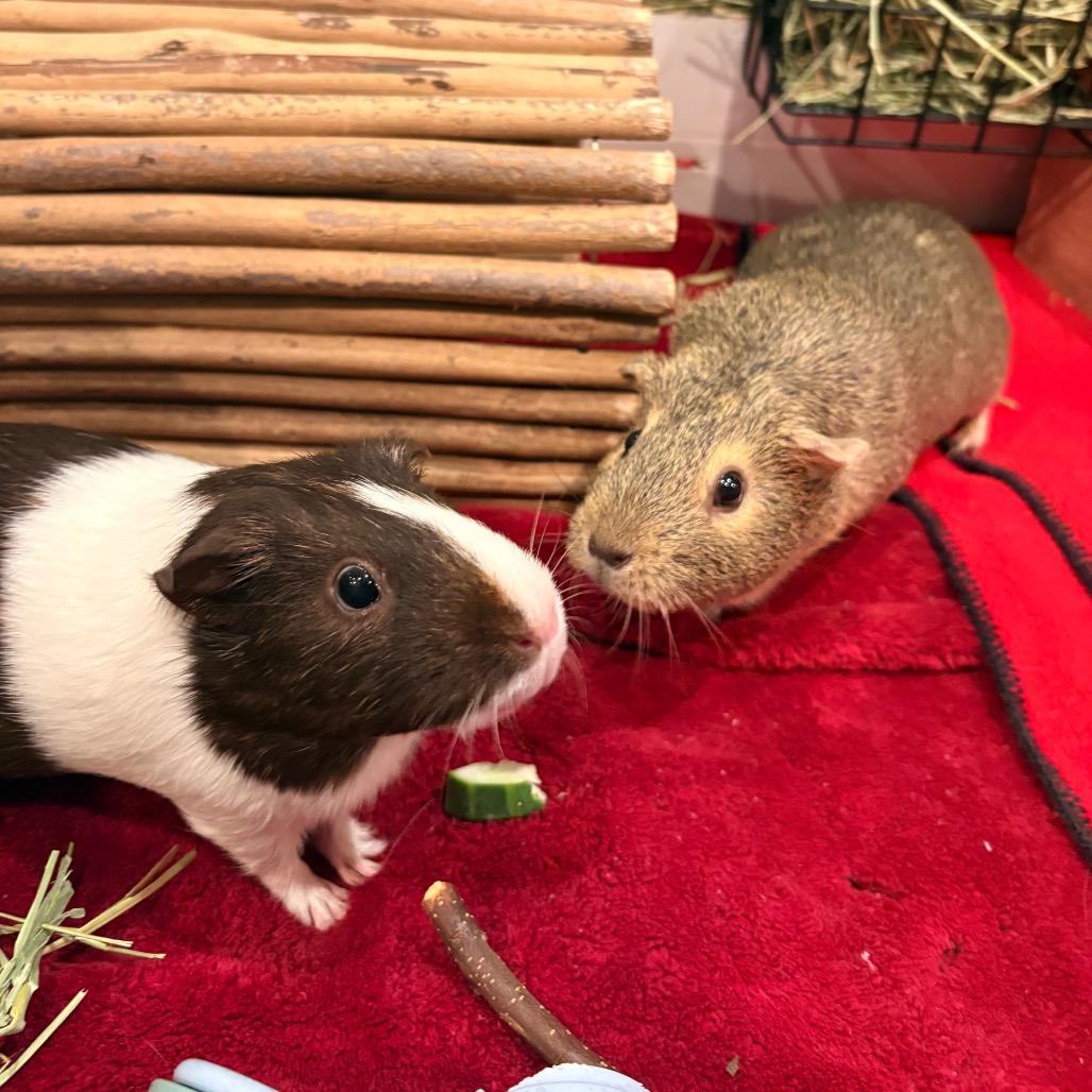 Prim, Adoptable, Adult Female Guinea Pig.