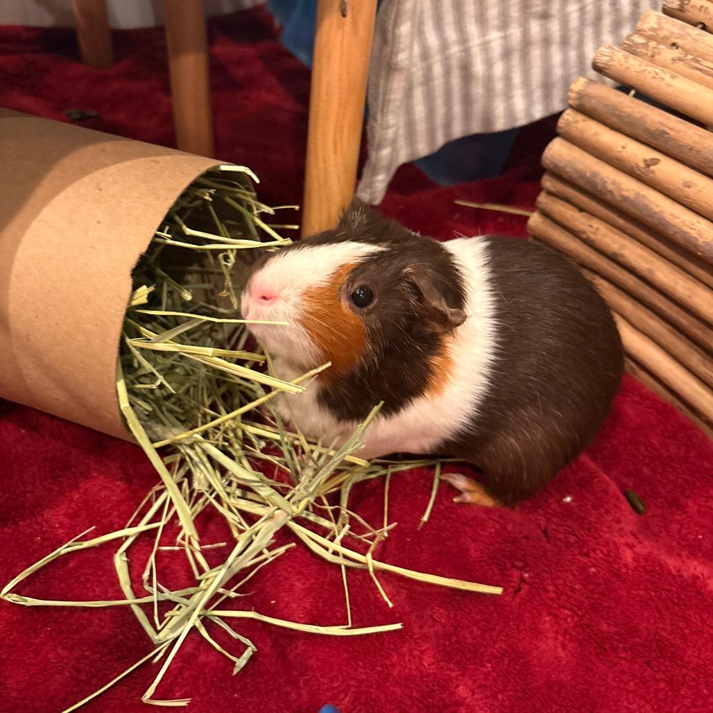 Enlarge Prim, a Adoptable Guinea Pig in South Burlington, VT image 2/6