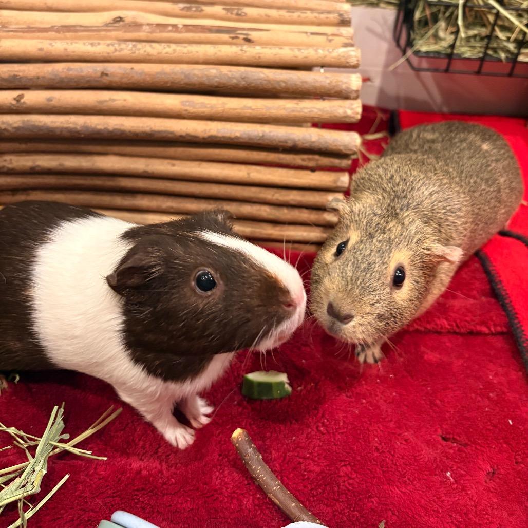 Enlarge Prim, a Adoptable Guinea Pig in South Burlington, VT image 3/6