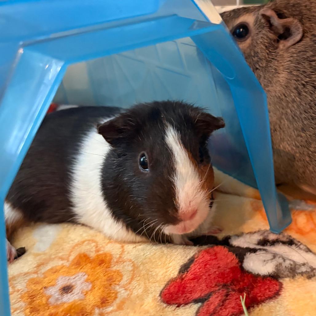 Enlarge Prim, a Adoptable Guinea Pig in South Burlington, VT image 4/6