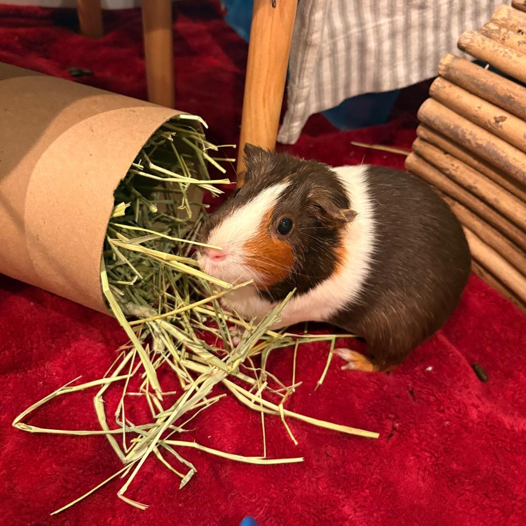 Enlarge Prim, a Adoptable Guinea Pig in South Burlington, VT image 5/6