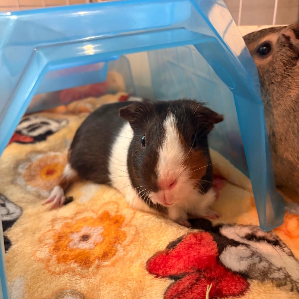 Enlarge Prim, a Adoptable Guinea Pig in South Burlington, VT image 6/6