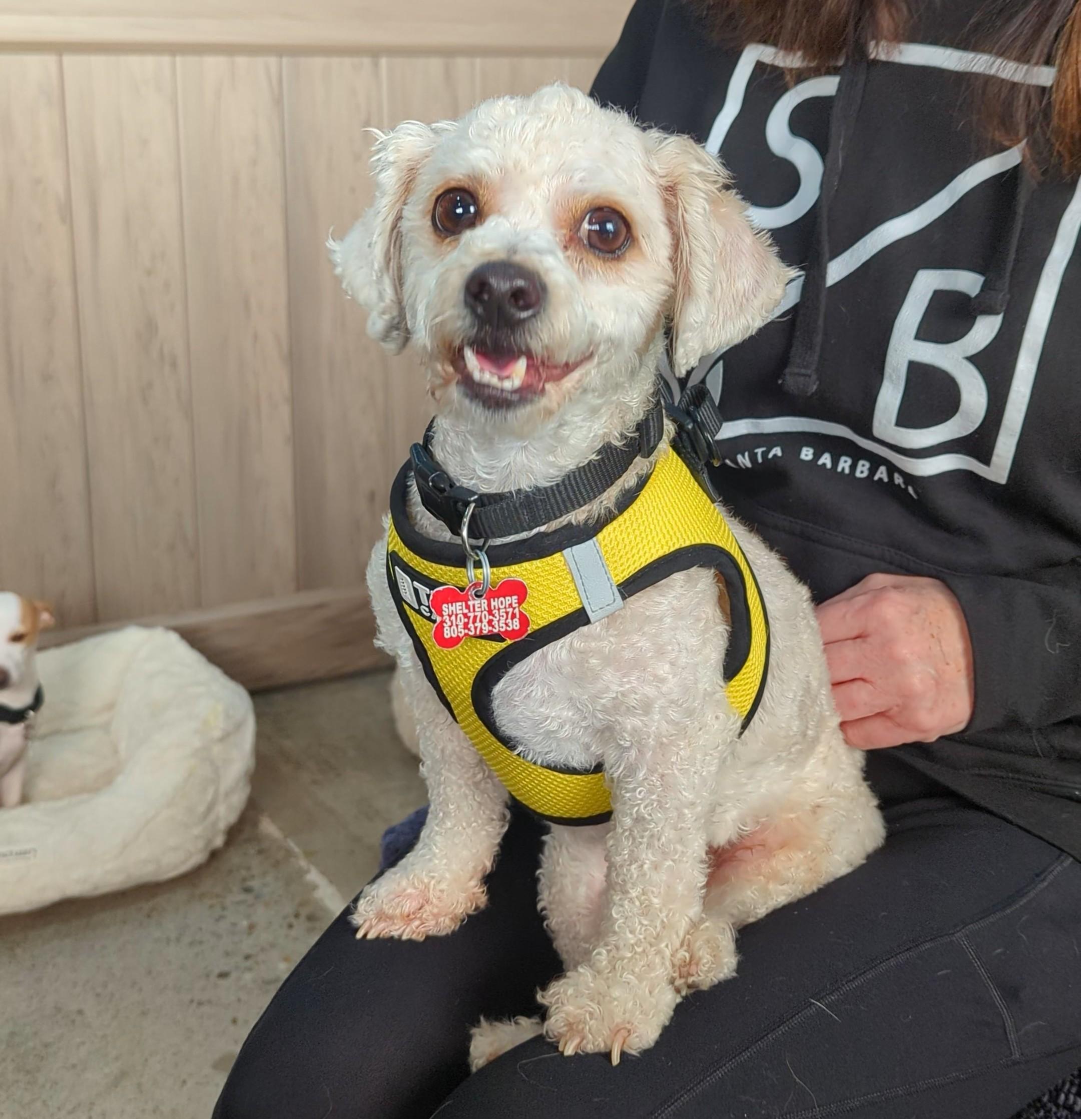 Enlarge Simmba, a Adoptable mixed breed in Thousand Oaks, CA image 1/1