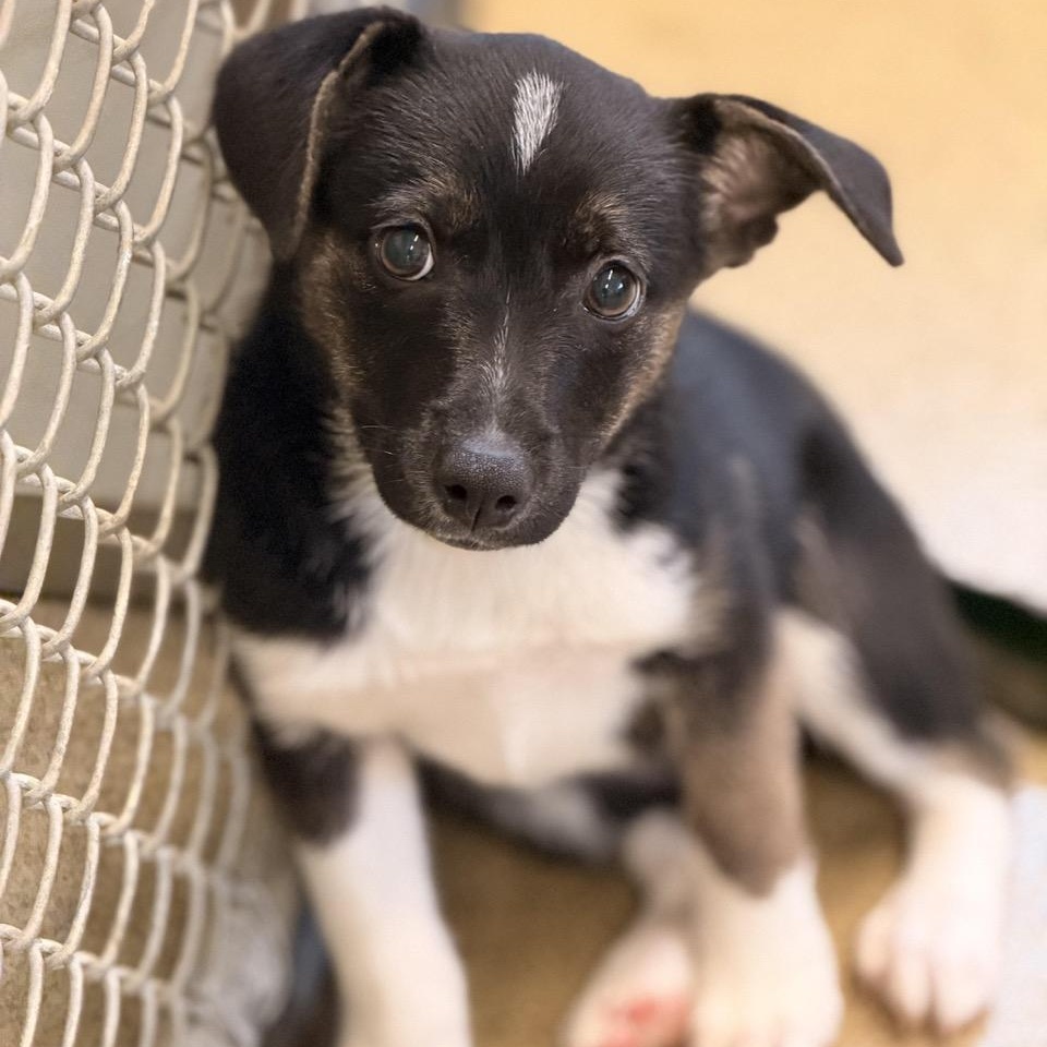 Massey, ADOPTABLE, Puppy Female Border Collie & Feist.