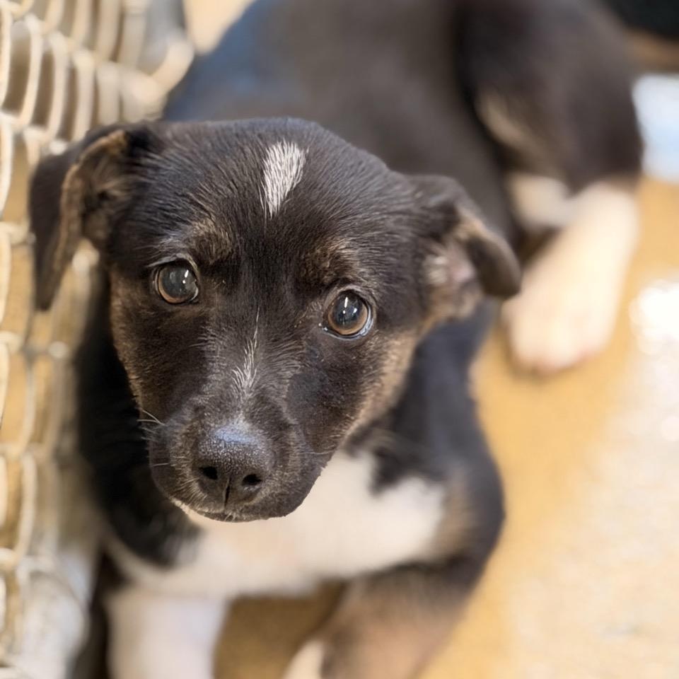 Enlarge Massey, a ADOPTABLE mixed breed in Sparta, NJ image 3/4