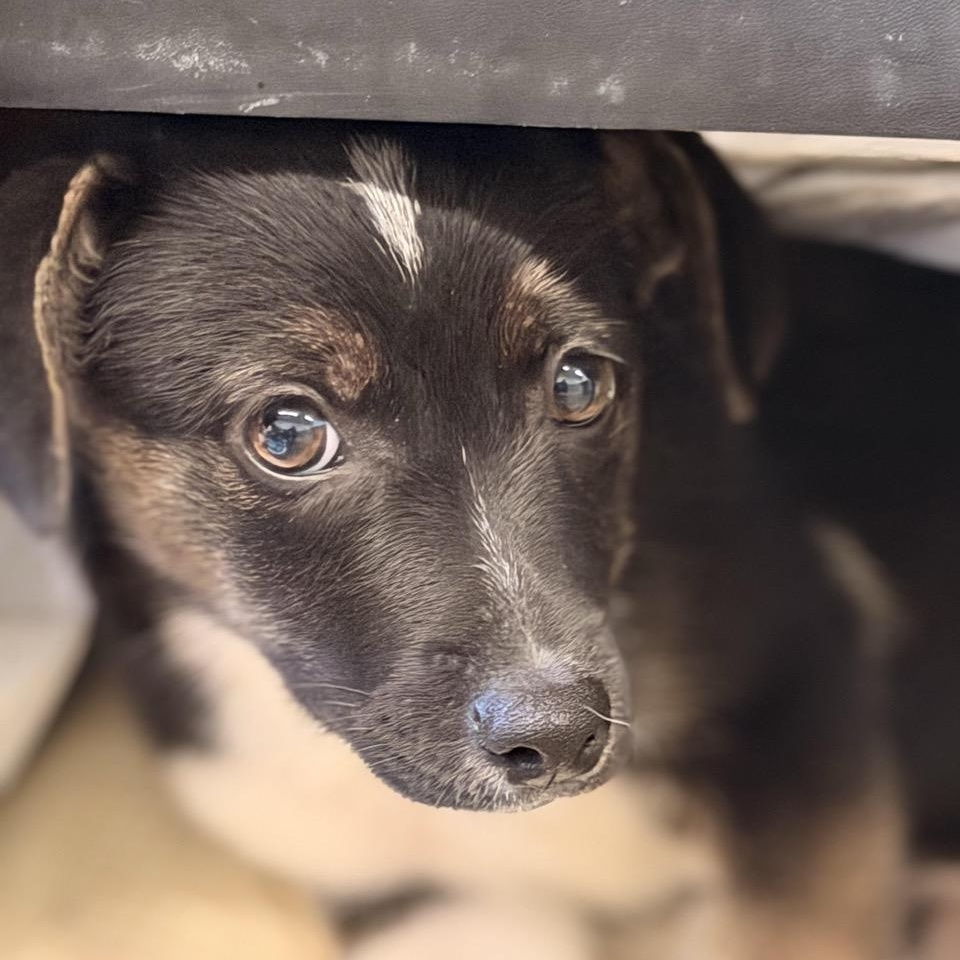 Enlarge Massey, a ADOPTABLE mixed breed in Sparta, NJ image 4/4