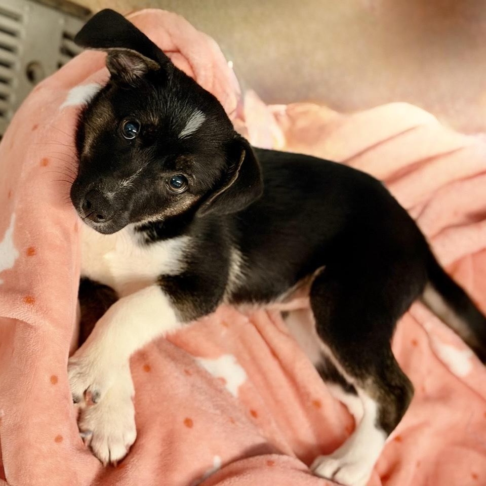 Enlarge Massey, a ADOPTABLE mixed breed in Sparta, NJ image 2/4